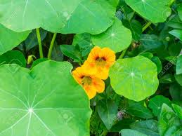 Image result for Tropaeolaceae