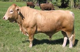 Cross12 In 2020 Beefalo Rare Animals Animals