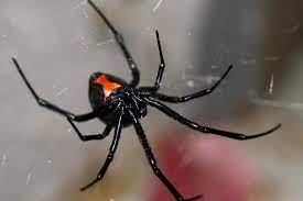 Black widow spider venom can be deadly but how likely are you to be bitten? Protect Yourself From Venomous Spiders