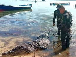 Their battles often can last for hours with standoffs and then one of them will walk away. Huge Saltwater Crocodile Kills Fisherman In Latest Attack On Philippine Island Philippines Gulf News