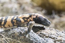 However, new research indicates that as many as 100 other species of lizards may also be venomous including the famous komodo dragon. Gila Monster Or Mexican Beaded Lizard