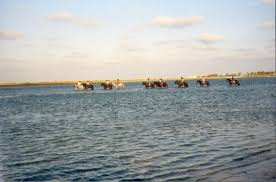 Promenade A Cheval Dans Unes Plage A Djerba Vacances En Tunisie Djerba Tunisie