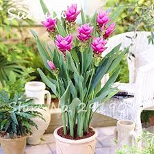 Image result for Pimpinella alismatifolia