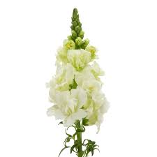 Image result for Antirrhinum