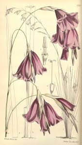 Image result for Dierama formosum