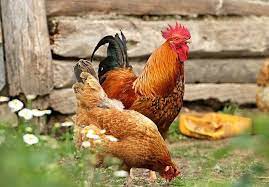 Ville de montréal il y a moins de 17 heures. Un Coq Dans Votre Poulailler Bonne Ou Mauvaise Idee