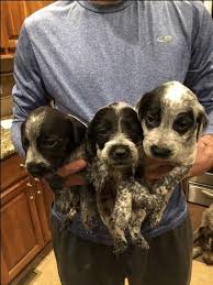 Wirehaired pointing griffon puppies for sale australia. Litter Of 8 Australian Cattle Dog Wirehaired Pointing Griffon Mix Puppies For Sale In Kearney Ne Adn 55436 On Pu Mixed Breed Puppies Puppies Puppies For Sale
