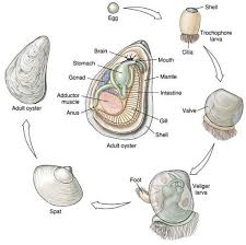 We did not find results for: Hantu Laut Biomineralisasi Dan Proses Pembentukan Cangkang Moluska Kerang Dan Siput