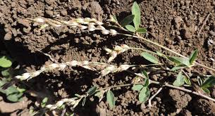 Image result for Phyllanthus ovalifolius