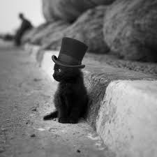 he knew he belonged to a witch with a sense of humor but really the top hat was bit much in his opinion ねこ pinterest animales gatos perro gato