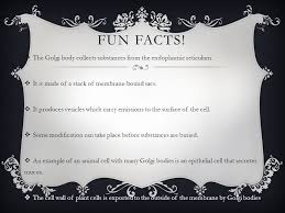 Recieve fun facts in your inbox every monday! Golgi Apparatus Structure Unique Structure That Some Say Looks Like A Maze But The Structure Is Actually Made Of Stacks Of Flattened Membranous Sacs Ppt Download
