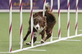 Border Collie Wins Westminster Show Agility Trial Dog Training Obedience Westminster Dog Show Dog Obedience