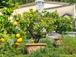 Découvrez comment cultiver un arbre en pot à travers ce tuto conseil. 10 Arbres Et Arbustes A Cultiver En Pot Ou En Bac