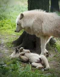 Pin By Suskunn On Wolves Animals Animals Beautiful Wild Dogs