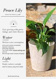 Peace lilies that grow in low light levels often require less water then fertilize the peace lily once per month using a water soluble plant fertilizer. Peace Lily Care Guide Strong To The Core