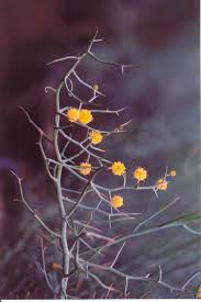 Image result for Alinula paradoxa