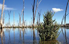 Image result for Halosarcia