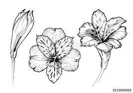 Alstroemeria Flower Tattoo Google Search Bloom Tattoo Tattoos Flower Tattoo