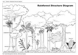 Draw four things you would see in a rain forest draw four things you would see in a rain forest. Rainforest Structure Wet Tropics Management Authority
