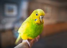 Happy boy holding and feeding parakeet. Parakeets Everything You Need To Know The Happy Chicken Coop