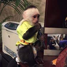 Pin On Pet Monkey