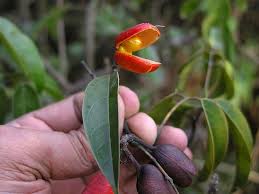 Image result for Connaraceae