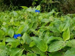 Image result for Commelina triangulispatha