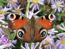 Image result for Euploca katangensis