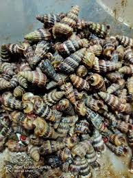 Nasi putih siput sedut terung berlada or sambal goreng begedil sambal belacan. Pemborong Siput Sedut Termurah Kl Home Facebook