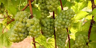 Maybe you would like to learn more about one of these? Texas Wine Grape Grower Workshop Pittsburg Jan 20 Agfax