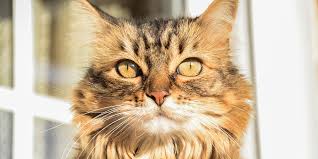 Feline cancer initially manifests as a lump or bump on any parts of the body. Pancreatic And Liver Bile Duct Tumours International Cat Care