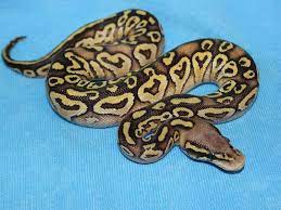 Hurricane Mojave Pastel Morph List World Of Ball Pythons Ball Python Snake Lovers Cute Snake