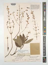 Image result for Alvesia cylindricalyx