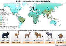 Image result for Sarcoptes scabiei life cycle