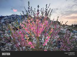 A wide variety of pink metal garbage can options are available to you, such as usage, feature, and material. Sakura On Pile Garbage Image Photo Free Trial Bigstock
