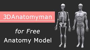 527 3d anatomy models available for download. 3danatomyman Free Male Anatomy 3dmodel