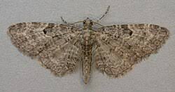 Image result for Eupithecia subfuscata
