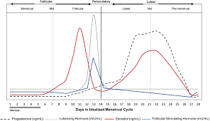 Menstrual Cycle Rhythmicity Metabolic Patterns In Healthy