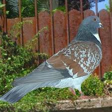 Pigeon Cauchois Races De Pigeon Pigeon Poulailler