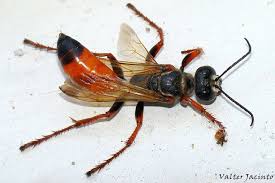 Black And Orange Bug That Looks Like A Wasp This Is A Wasp With A Large Red Orange Abdomen Thank You Valter Jacinto Http Www Flickr Com Photos Valter Animals And Pets N Animals Animals