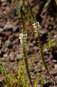 Image result for Hebenstretia