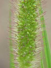 Image result for Setaria viridis