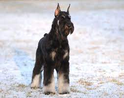 I Ve Never Seen This Coat Colour On A Giant Schnauzer Only Miniature Majestic Love Giant Schnauzer Schnauzer Miniature Schnauzer Black