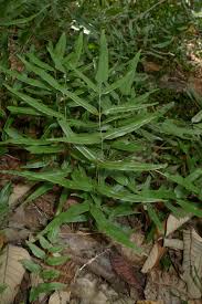 Image result for Lindsaea ensifolia