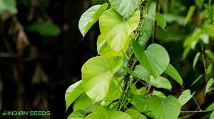 Image result for Tinospora orophila