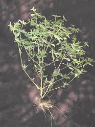 Image result for Flaveria trinervia