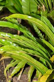 Image result for Asplenium africanum