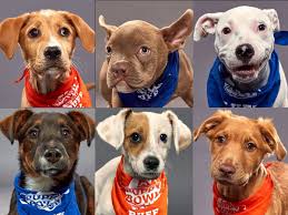 Molly Brubaker (@MollyBVoiceOver)