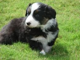 Maybe you would like to learn more about one of these? Border Collie Puppies For Sale