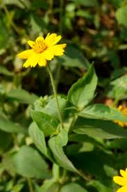 Image result for Aspilia africana